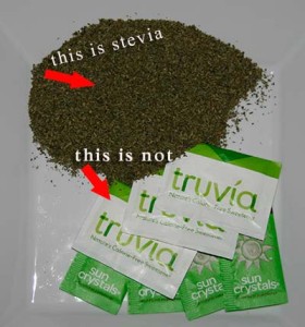 stevia1