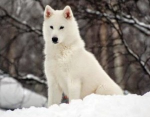 tn_lobo blanco lobo artico canis lupus arctos
